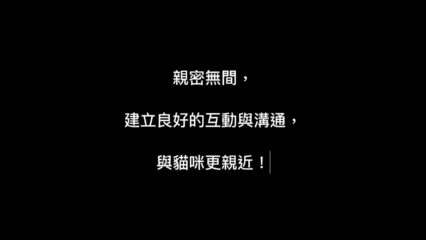 與貓咪建立深厚的情感紐帶