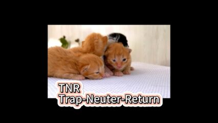 貓咪的TNR