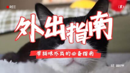 貓咪外出