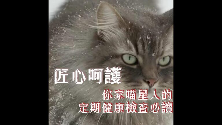 貓咪的定期健康檢查