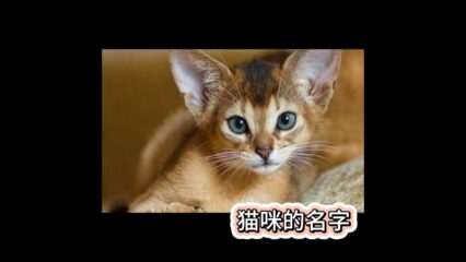 貓咪名字