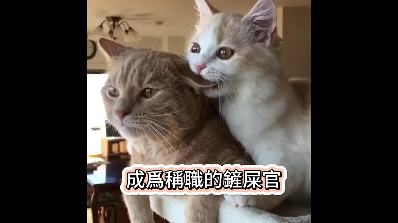 【新手養貓】成爲稱職的貓咪鏟屎官