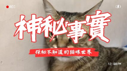 神秘的貓咪事實