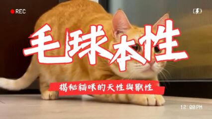 貓咪本性