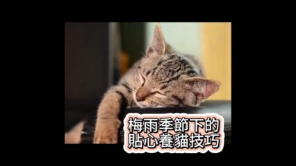 梅雨季節下的貼心養貓技巧