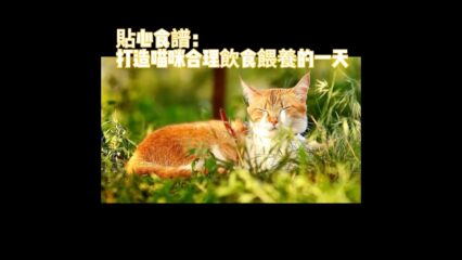 打造喵咪合理飲食餵養的一天
