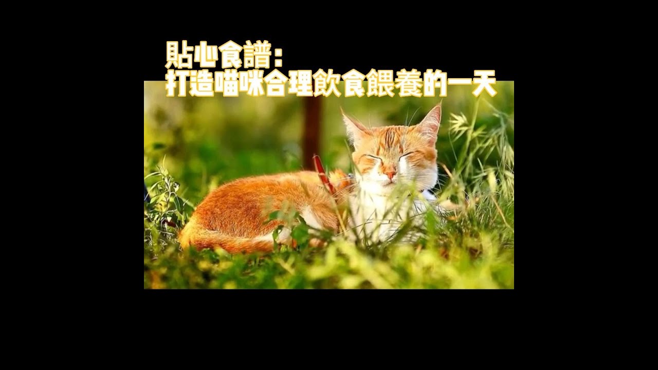 【養貓知識】打造貓咪合理飲食的一天