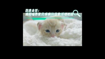 貓咪常見疾病與日常護理秘籍