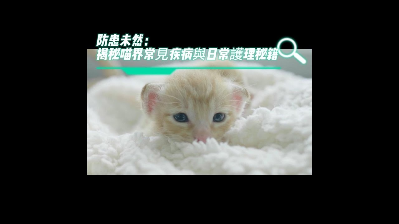 【養貓知識】揭秘貓咪常見疾病與日常護理秘籍