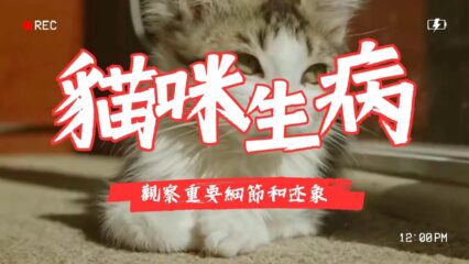 貓咪生病的重要細節