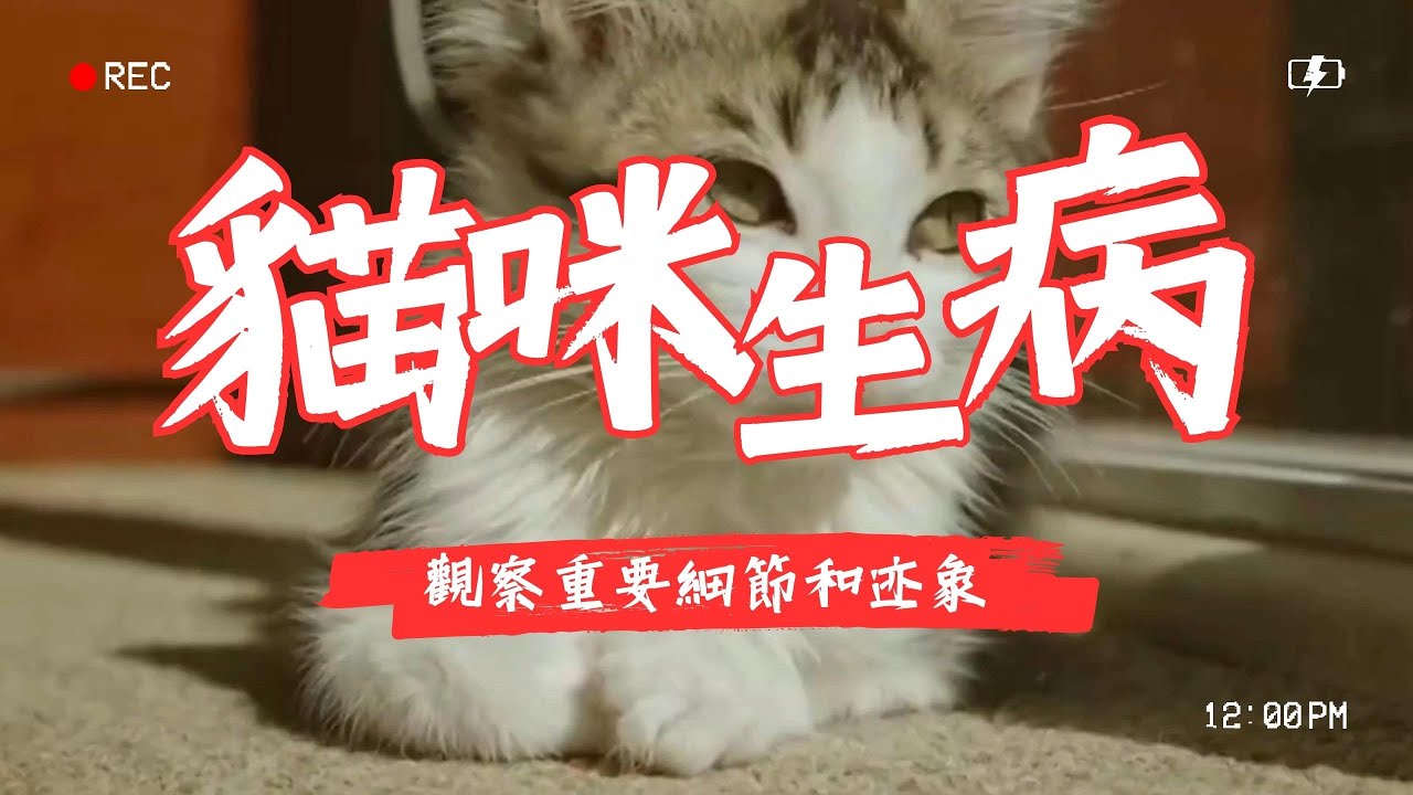 【養貓知識】觀察貓咪生病的重要細節