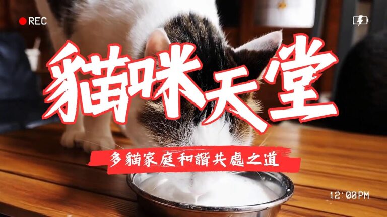 多貓家庭