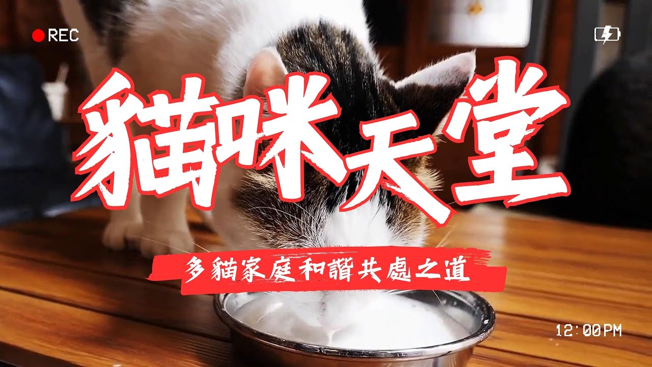 【養貓知識】多貓家庭的和諧共處之道