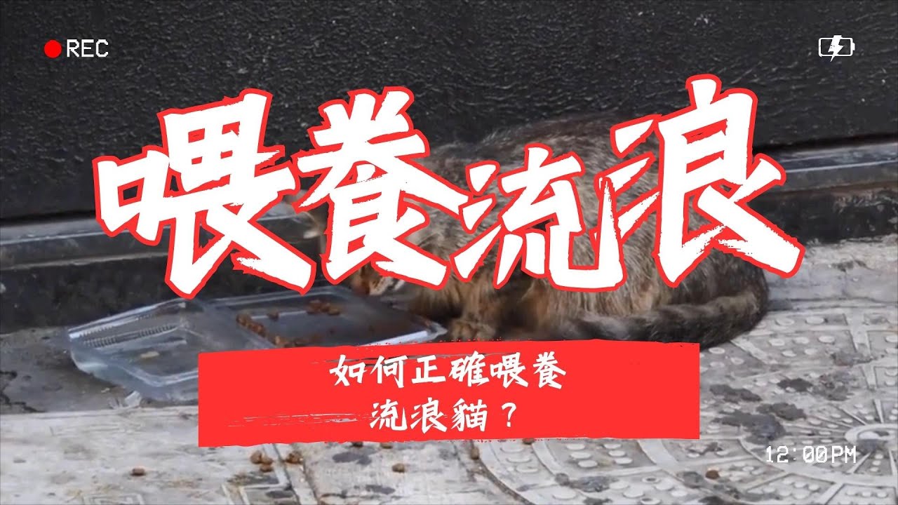 【寵物解答】如何正確喂養流浪貓？
