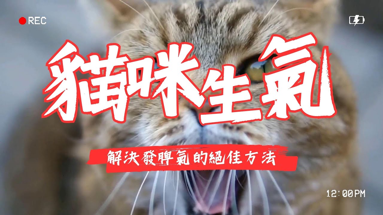 【養貓知識】解決貓咪發脾氣的絕佳方法