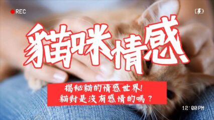 貓咪情感