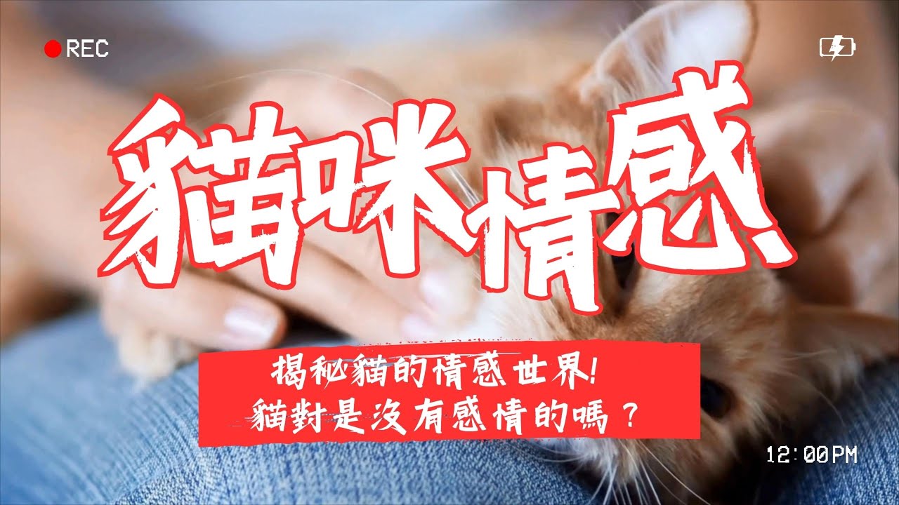 【養貓知識】貓咪對人是沒有感情的嗎？