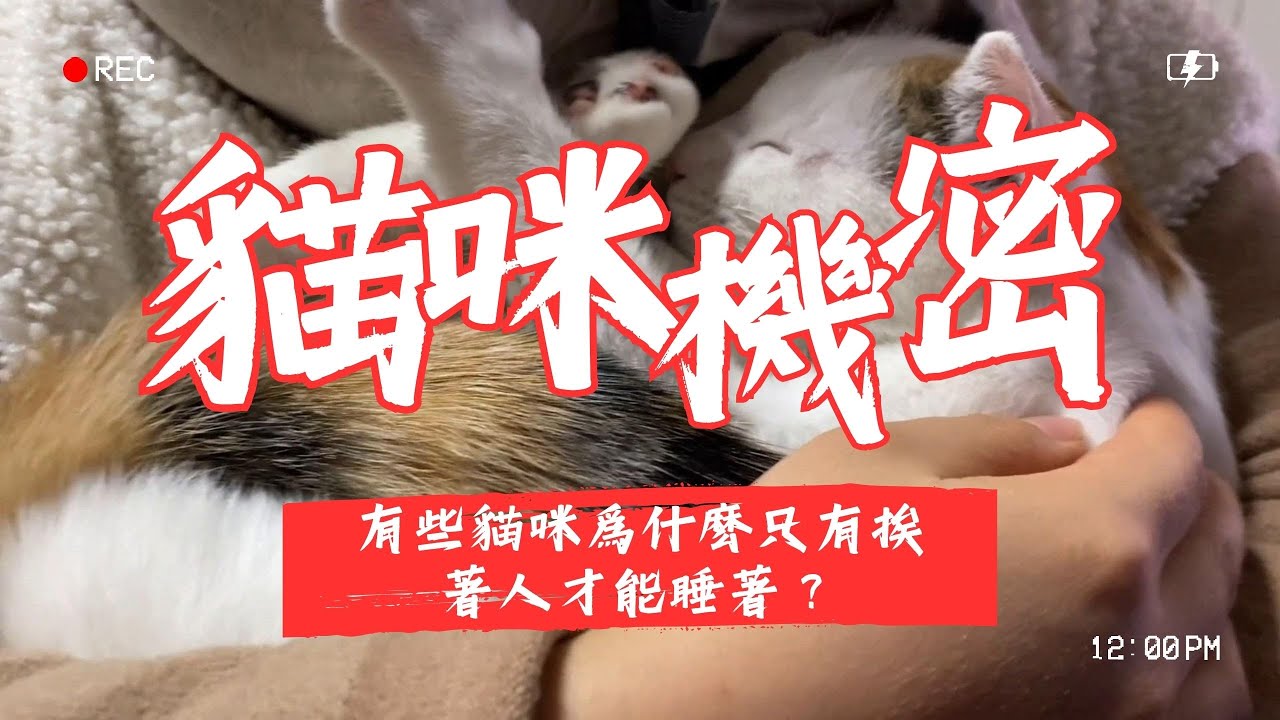 【寵物解答】有些貓咪挨著人才能睡著？