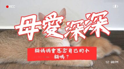 貓咪媽媽