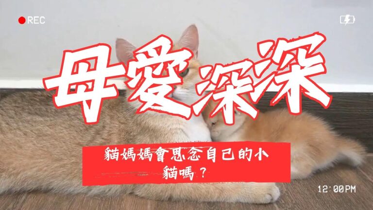 貓咪媽媽