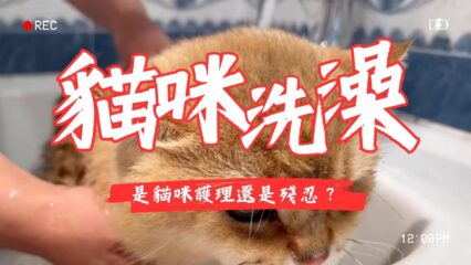 貓咪洗澡