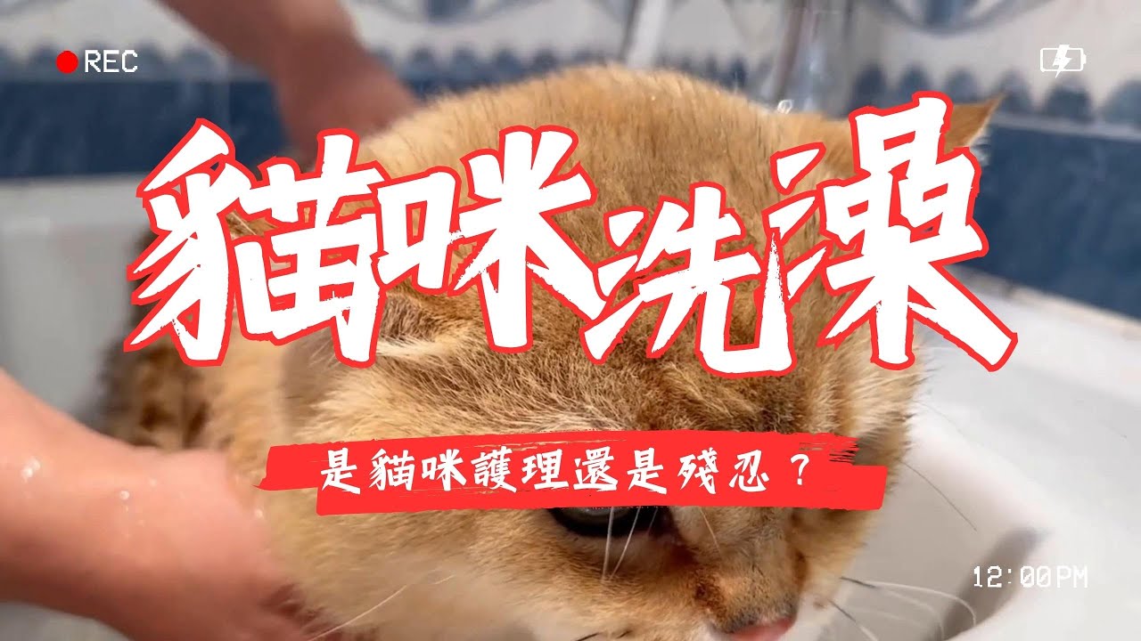 【寵物解答】貓咪洗澡是護理還是殘忍？