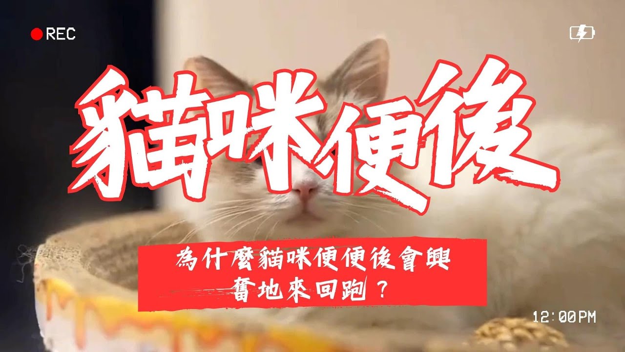 【寵物解答】 為什麼貓咪便便後會興奮地來回跑？