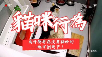 貓咪上廁所