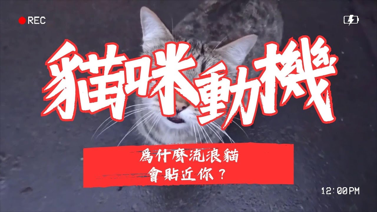 【寵物解答】為什麽流浪貓會貼近你？