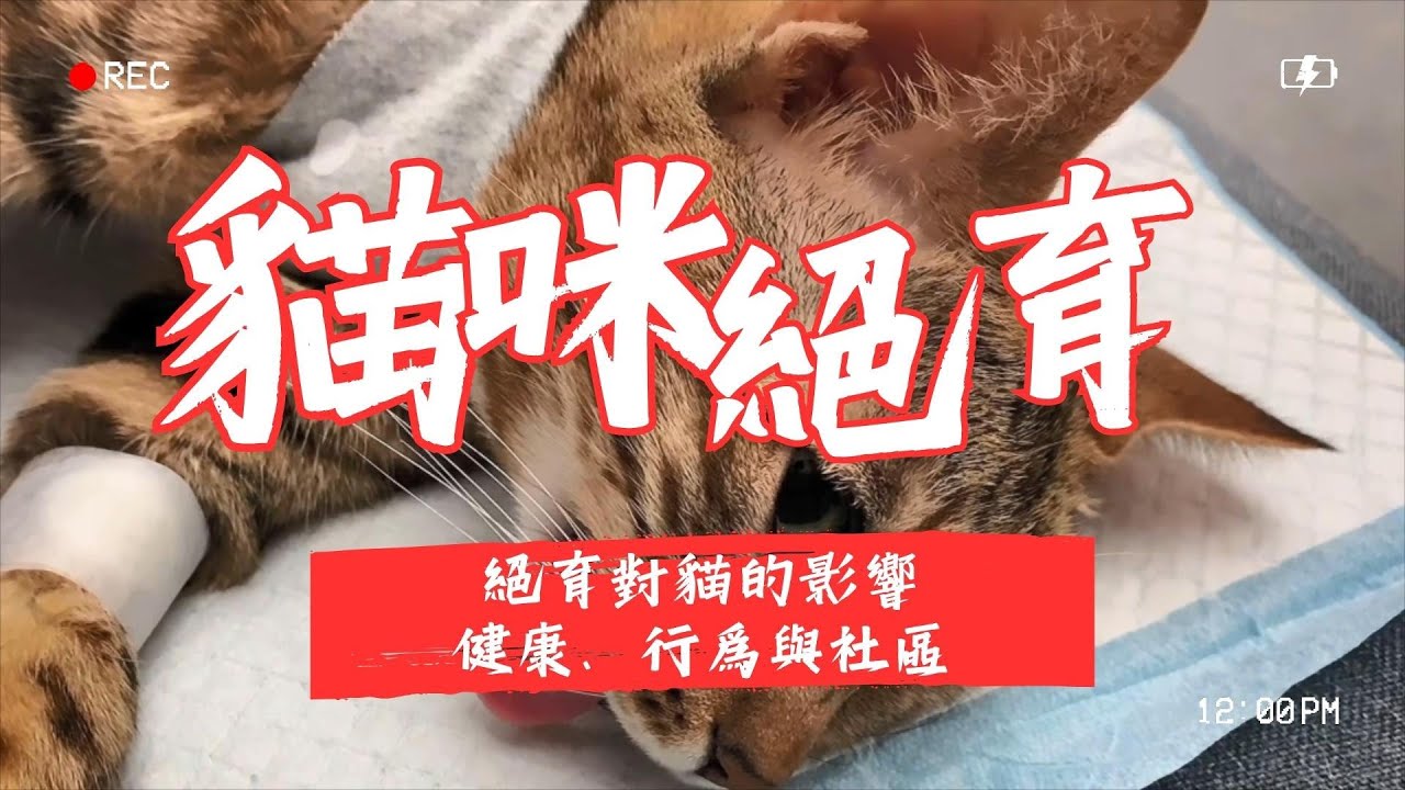 【養貓知識】絕育對貓咪的影響
