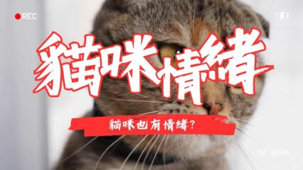 貓咪情緒