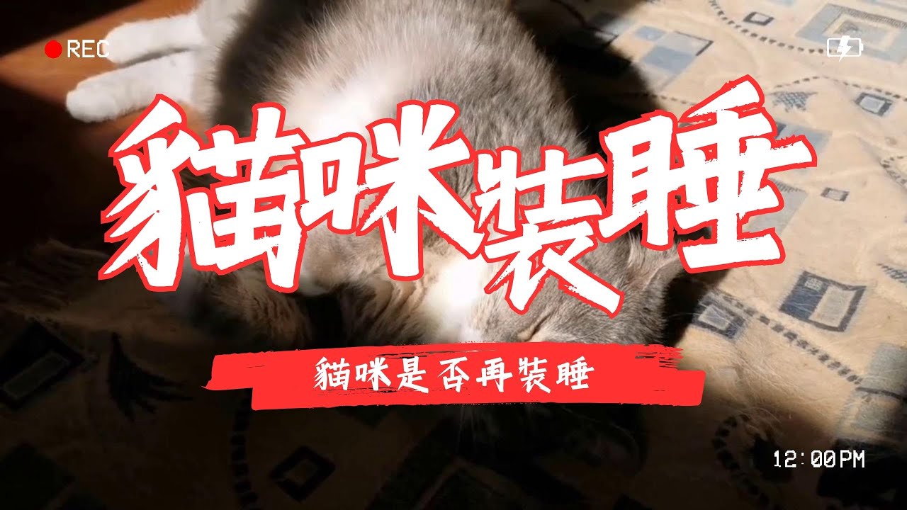 【寵物解答】貓咪是否再裝睡