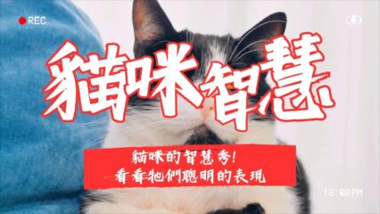 聰明貓咪