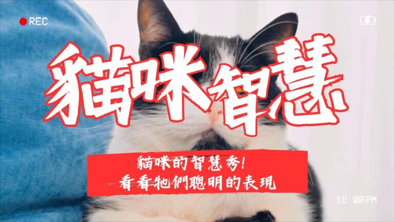 聰明貓咪
