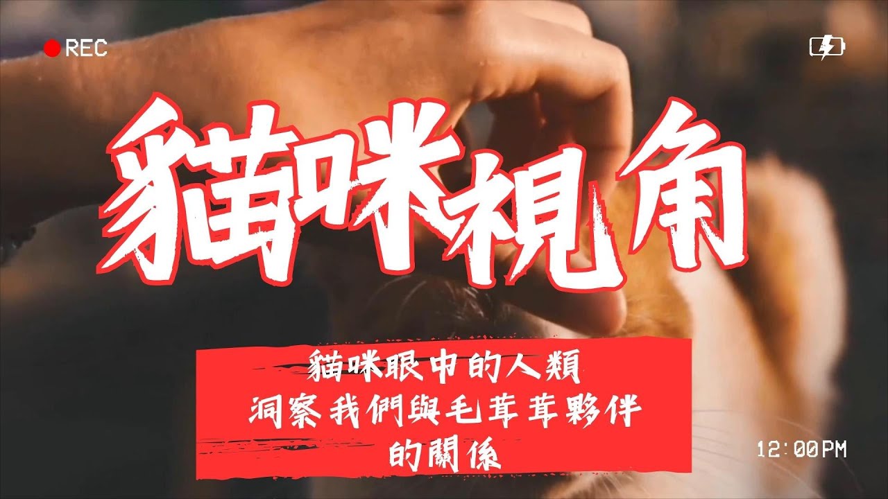 【養貓知識】洞察我們與毛茸茸貓咪夥伴的關係