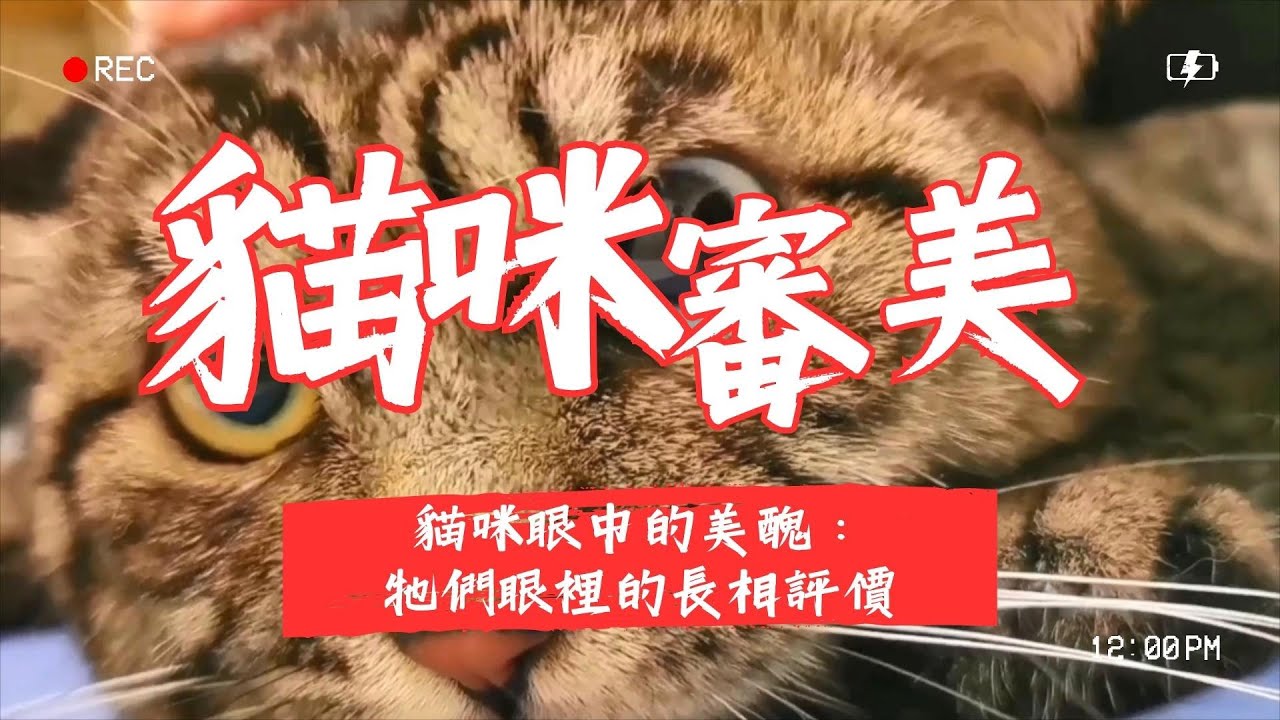 【養貓知識】貓咪眼中的美醜