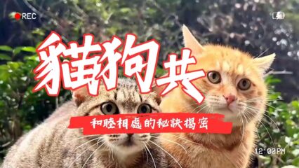 貓咪與狗狗和睦相處
