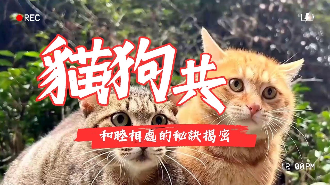 【寵物解答】讓你的貓咪與狗狗和睦相處的秘訣