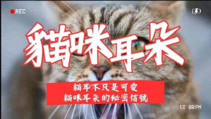 貓咪耳朵