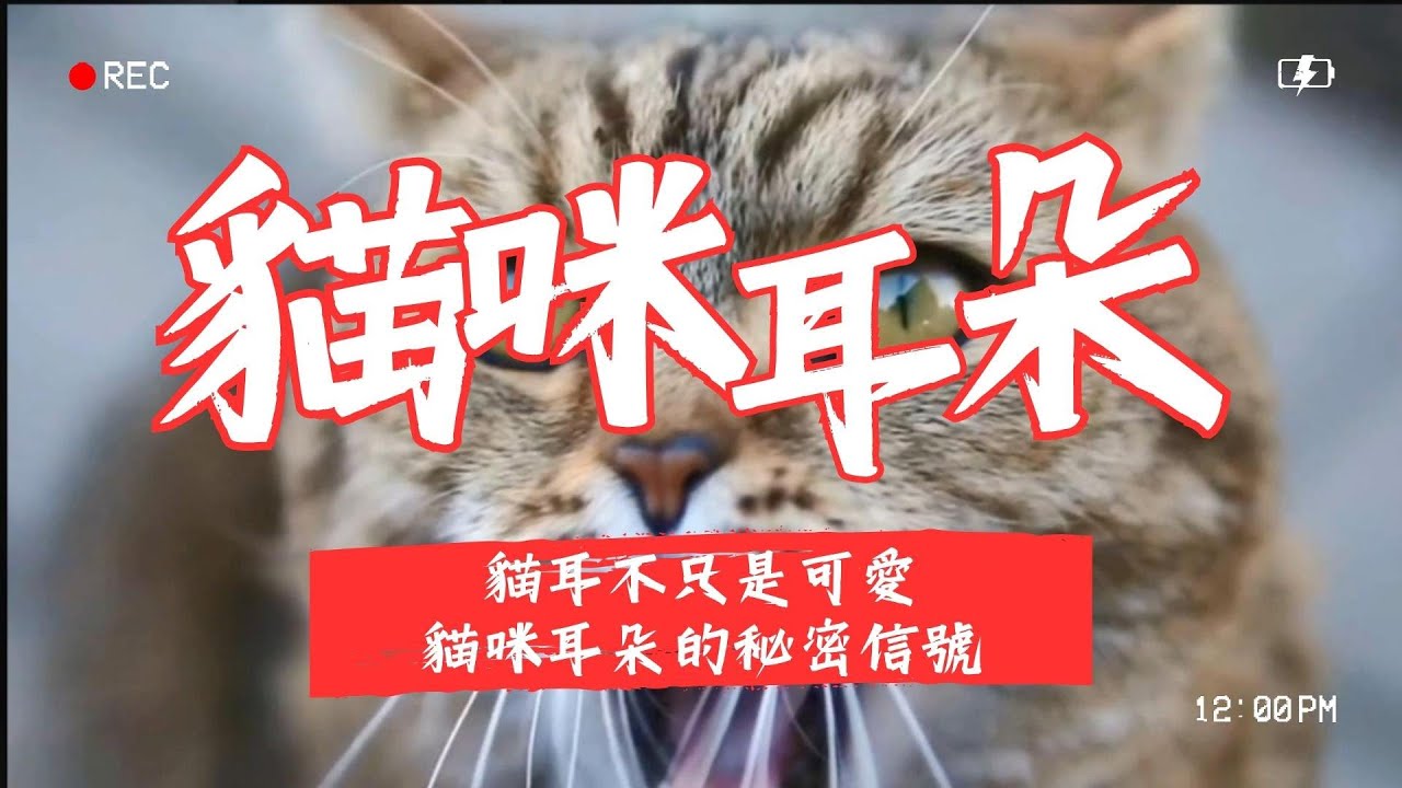 【養貓知識】 揭示貓咪耳朵的秘密信號