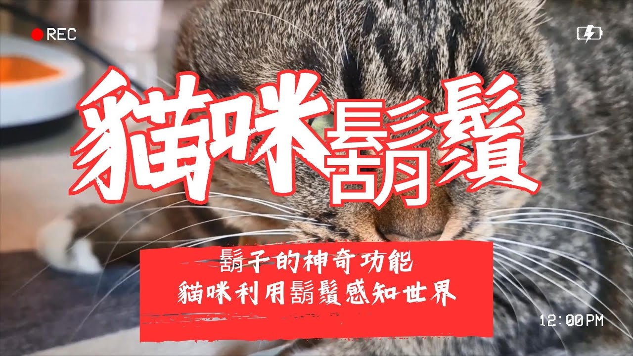 【養貓知識】揭秘貓咪利用鬍鬚感知世界