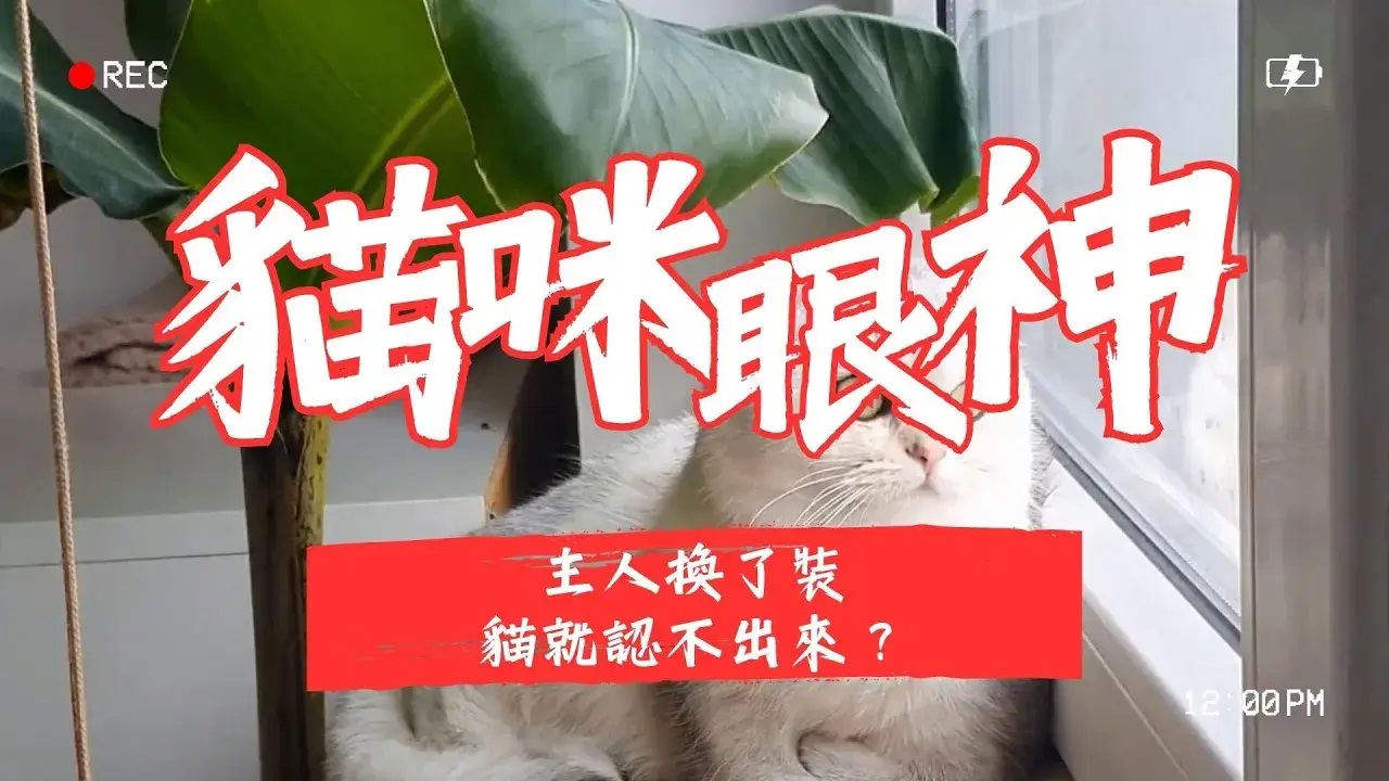 【寵物解答】主人換了裝，貓咪就認不出來？