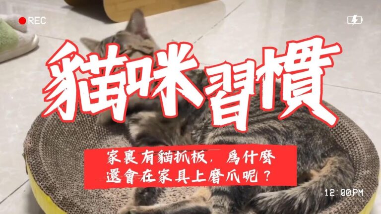 貓咪的貓抓板