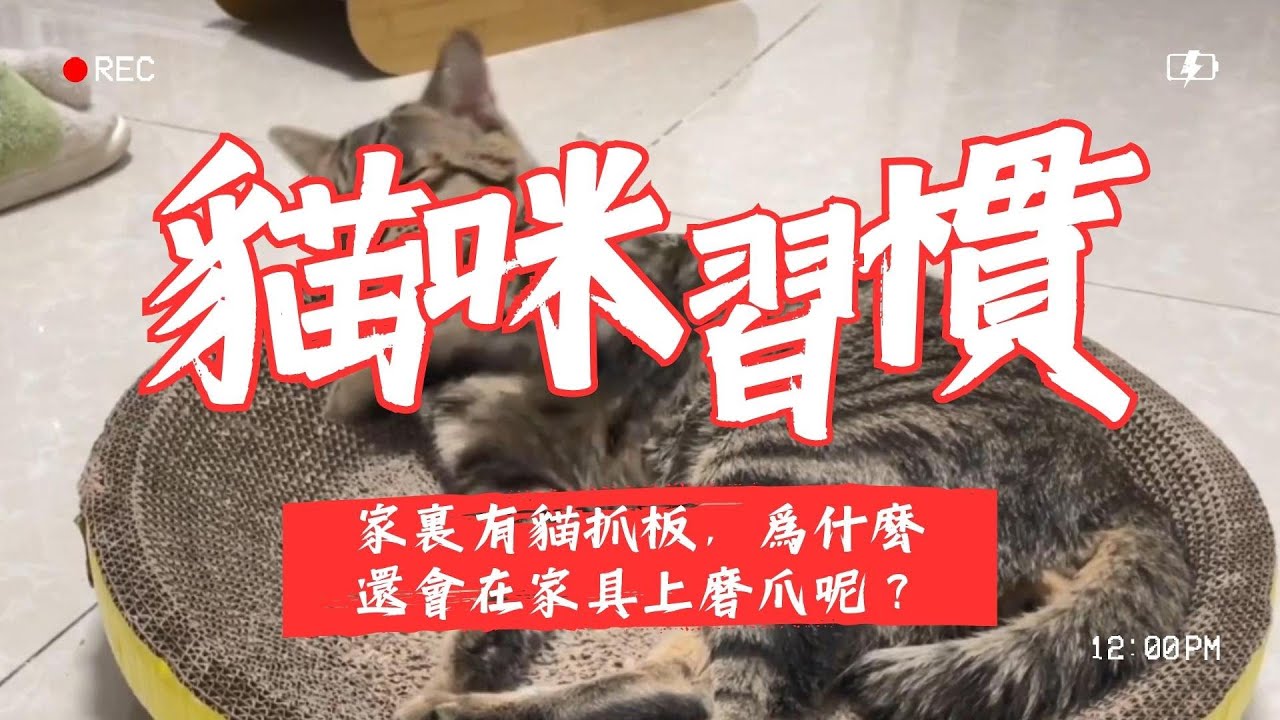 【新手養貓】家裡有貓抓板，為什麽貓咪還會在家具上磨爪呢？