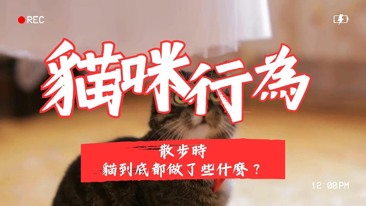 【寵物解答】散步時，貓咪到底都做了些什麽？