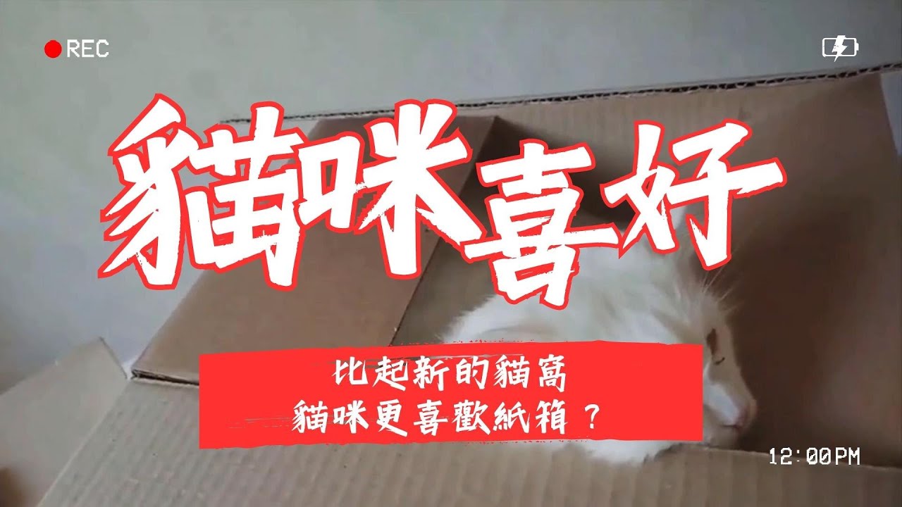 【新手養貓】比起新的貓窩，為什麽貓咪更喜歡打包用的紙箱？