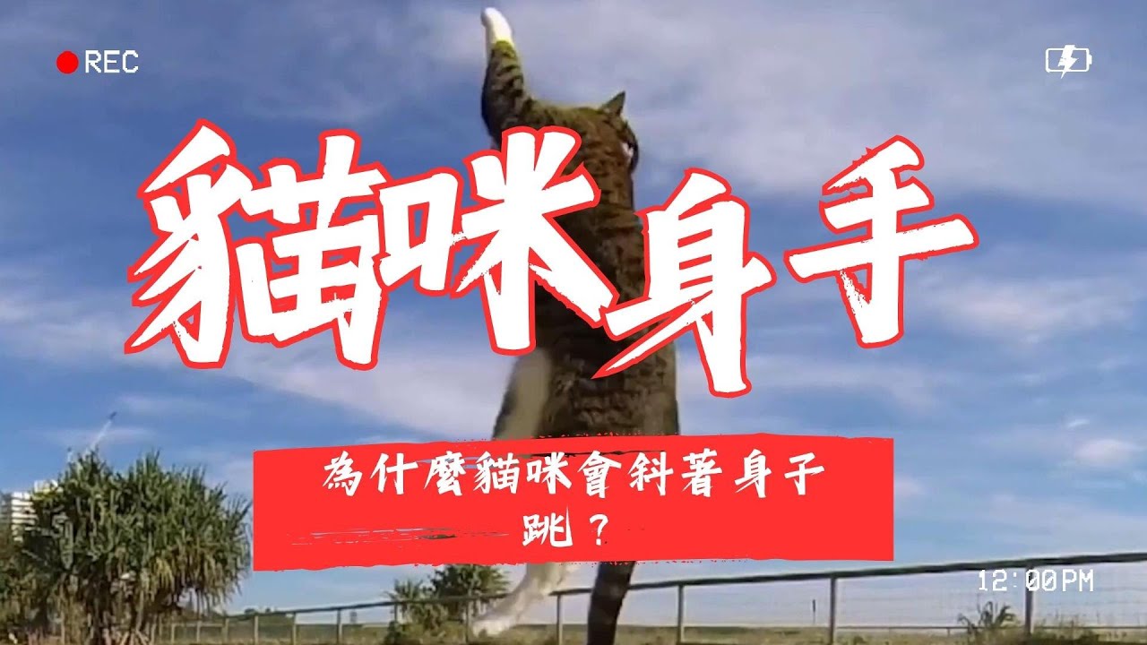 【寵物解答】為什麼貓咪會斜著身子跳？