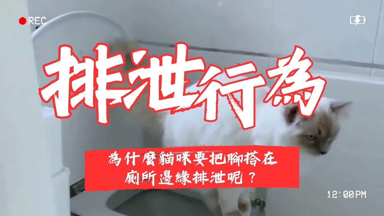 【寵物解答】 為什麼貓咪要把腳搭在廁所邊緣排泄呢？