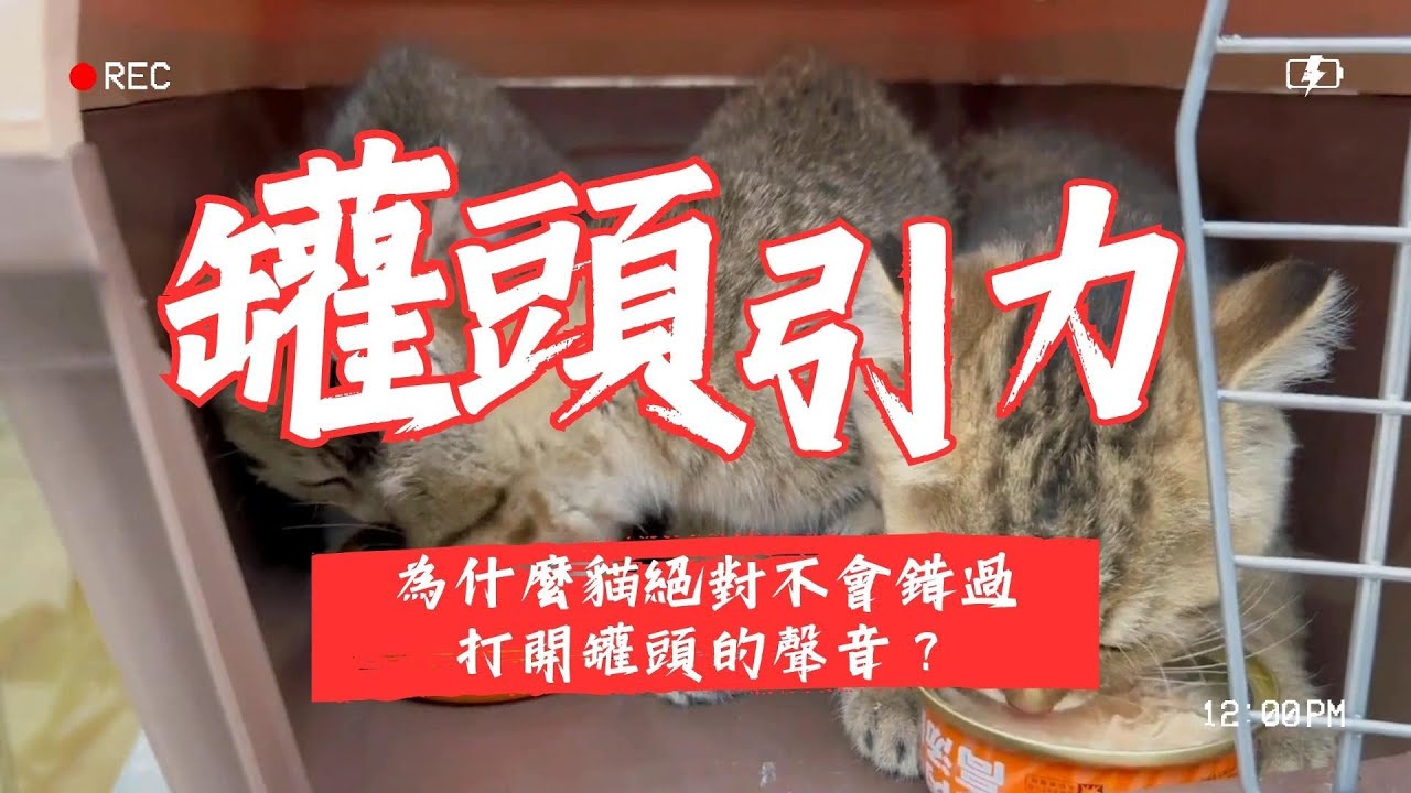 【寵物解答】 為什麼貓咪絕對不會錯過打開罐頭的聲音？