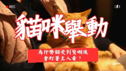 貓咪舉動